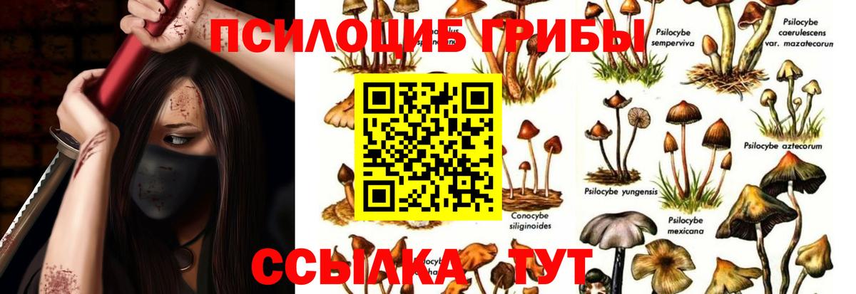 Псилоцибиновые грибы Psilocybine cubensis Котлас